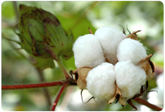 organic fabric options for designers, organic cotton, natural fibers, eco textiles, fabrics for hospitality