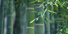 bamboo