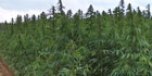 hemp
